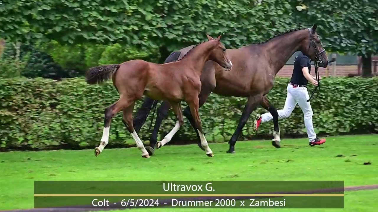 video Ultravox G (Drummer 2000 TN x Zambesi x Voltaire), colt