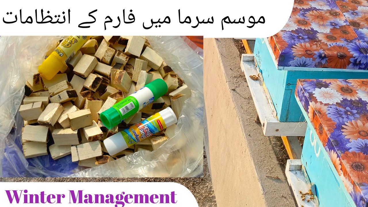 Winter Management of Honey bees Farm
