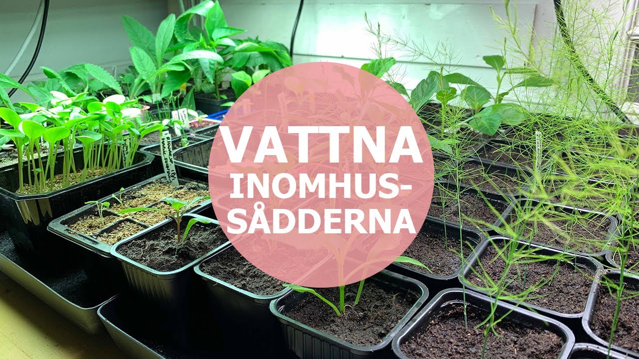 Saras tips: Vattna inomhussådder
