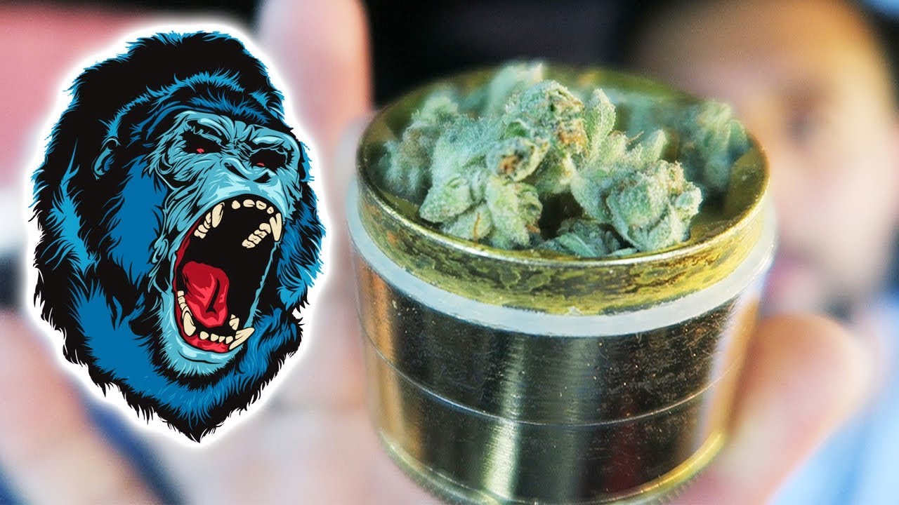 GORILLA GLUE #4 JOINT SESH!!! *GG4 Strain Review*