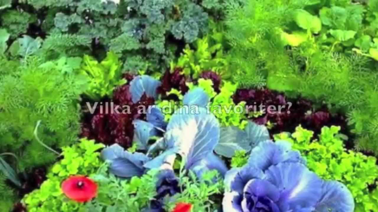 Självhushållning Odla 10 bästa grödorna för en självhushållare i din trädgård!