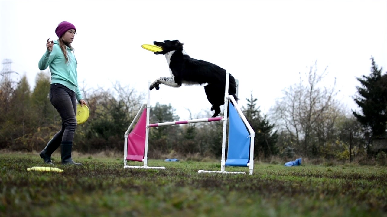 Effect | Border Collie | One year