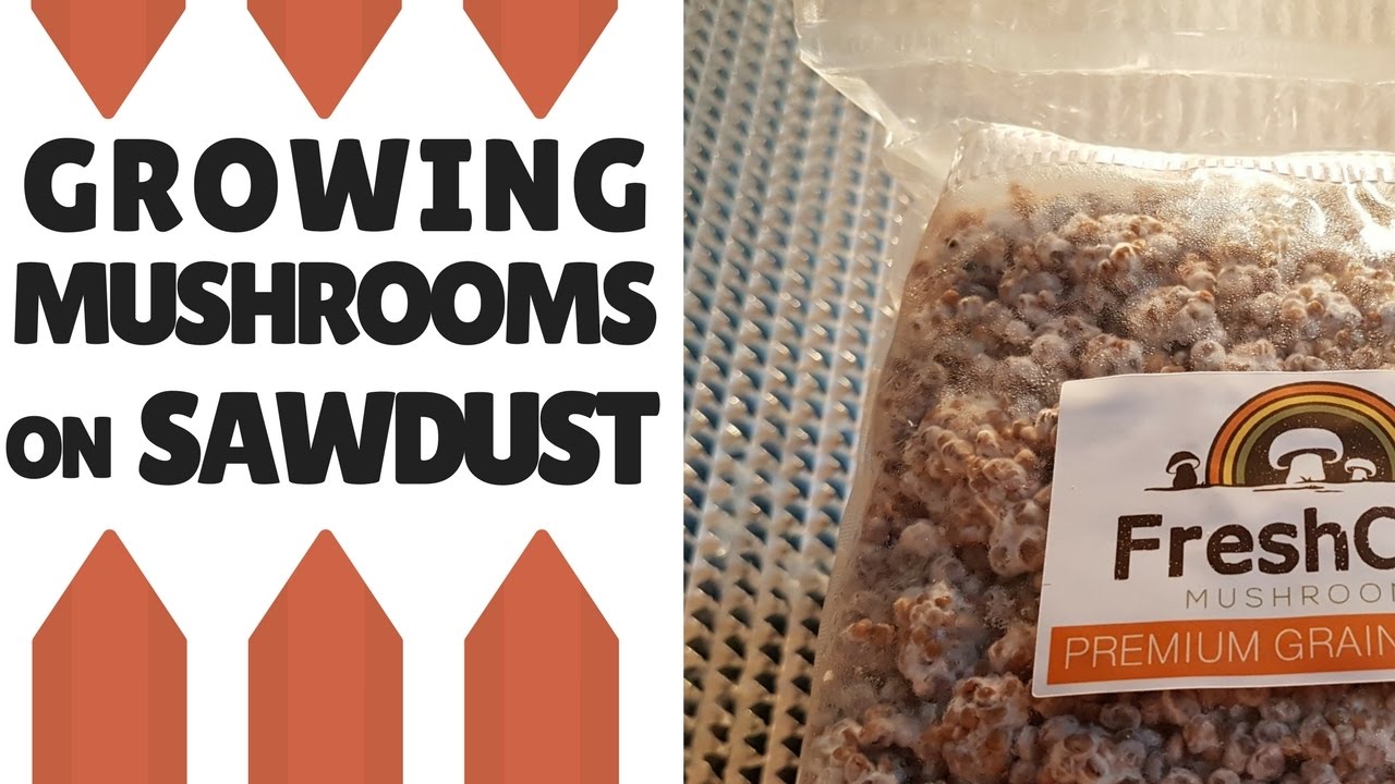 Growing Mushrooms On Sawdust: Inoculating Fruiting Blocks