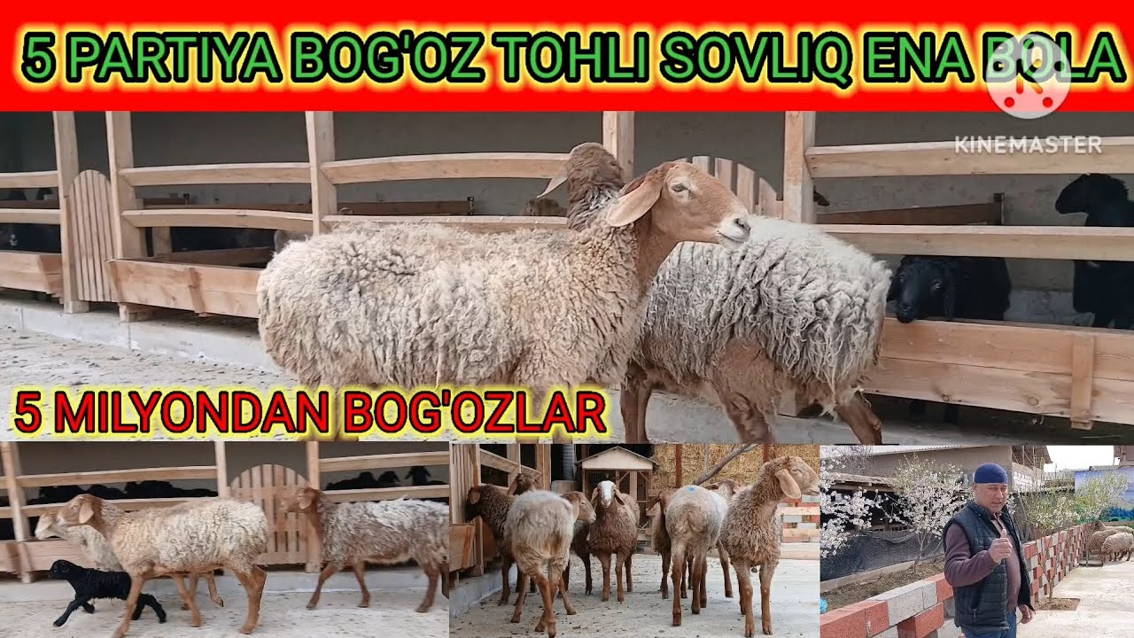 5 MILYONDAN NAQT BOG'OZLAR KELDI 
