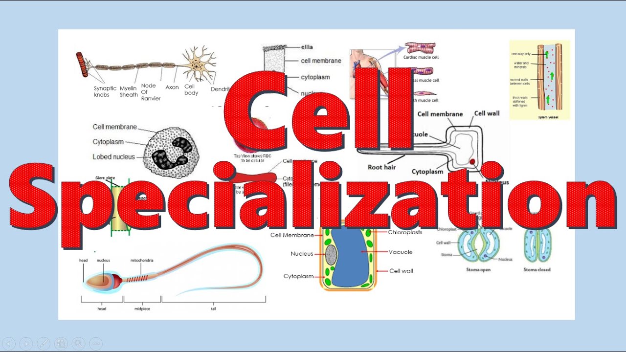 Cells Specialization in Plants and Animals | Cells