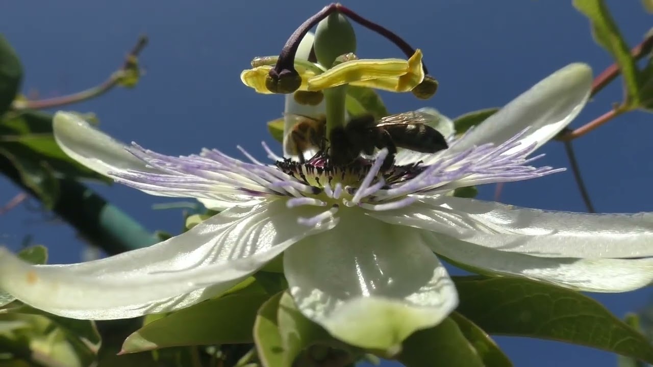 Een parel in de passiebloem