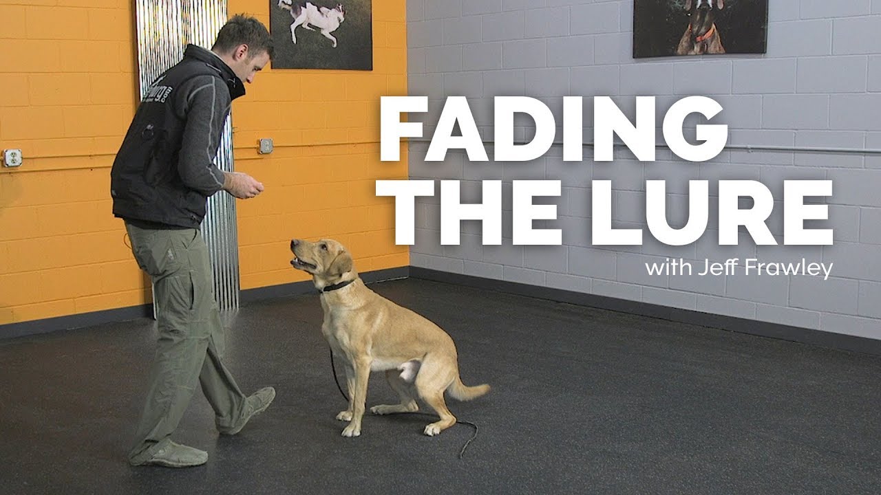 Fade the Lure From Your Training!