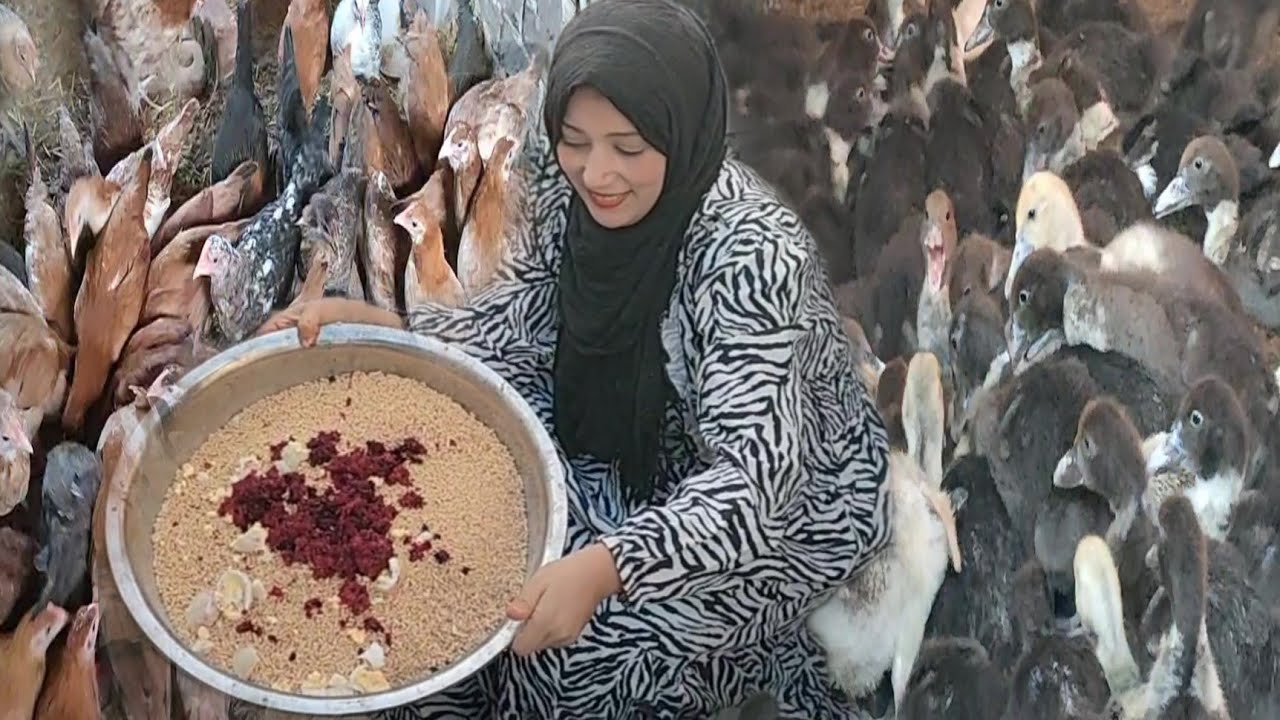 خلطات هتخلى فراخك ٣ كيلو والبط ٧ كيلو على رمضان أتفرج بنفسك سر التسمين ورفع الاوزان 