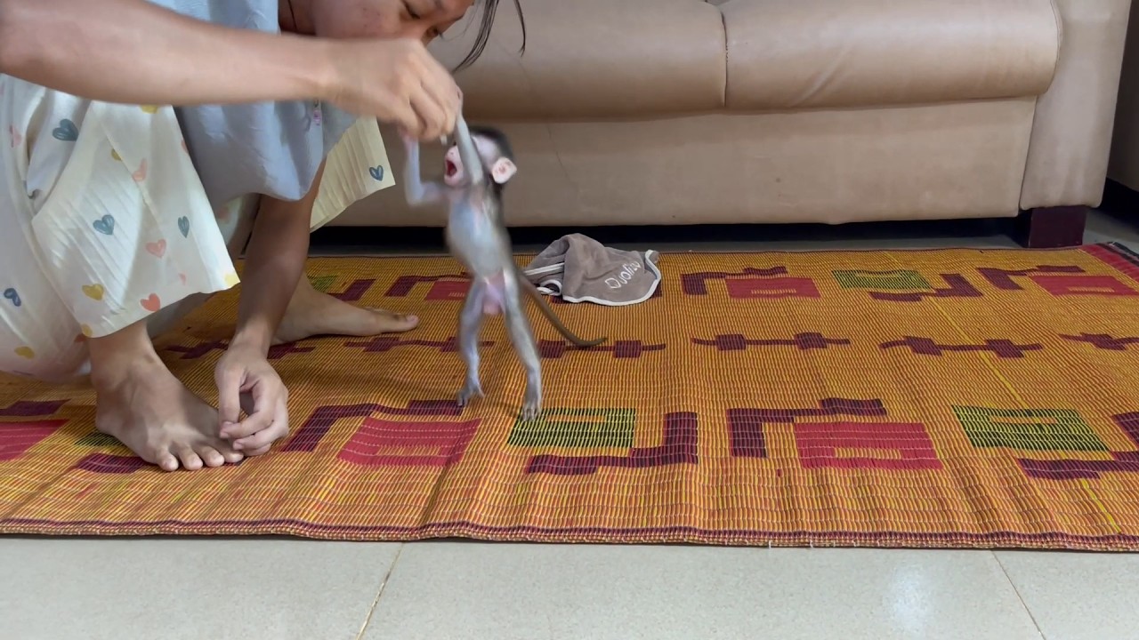 Skinni BB mnkey open big mouth to learning eat by mom traininq 