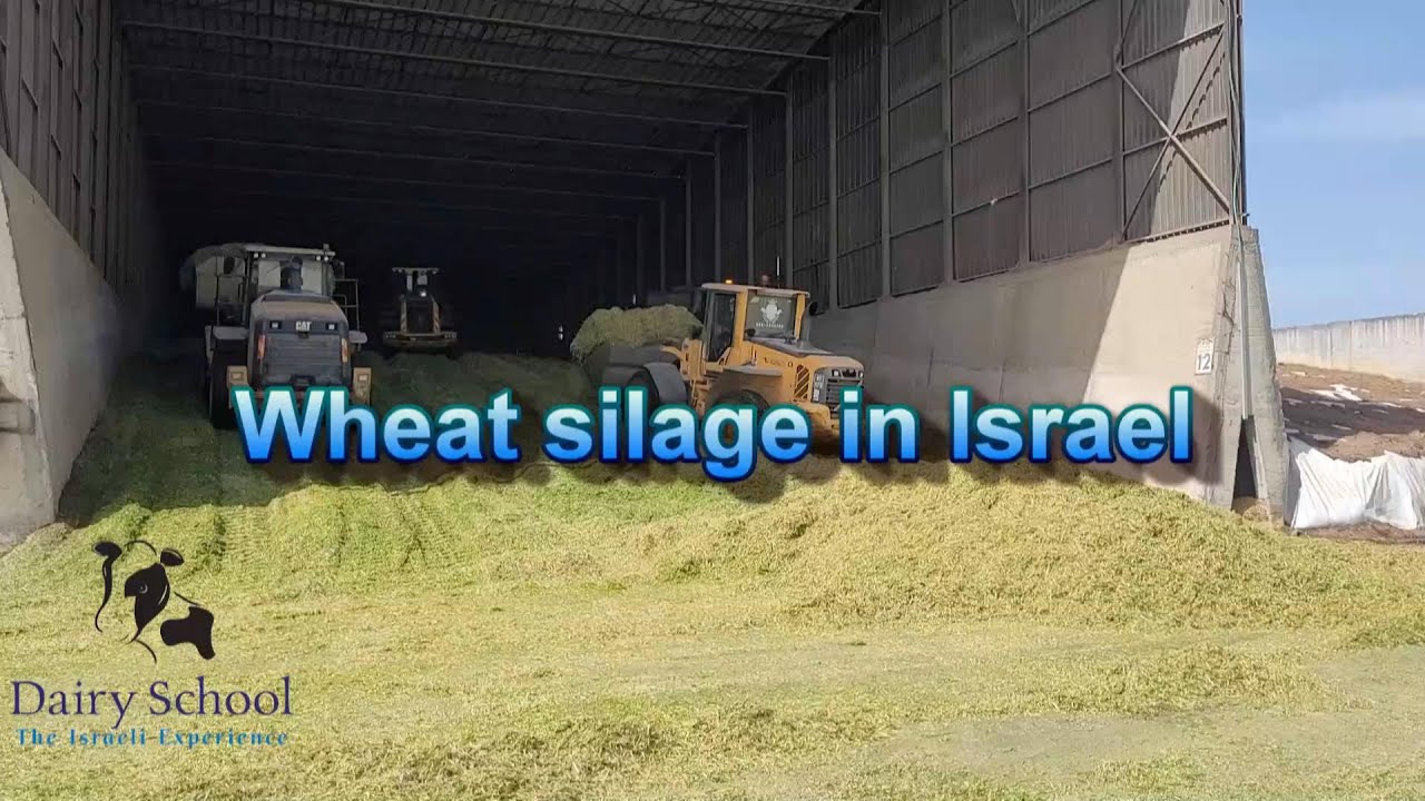 Wheat silage in Israel