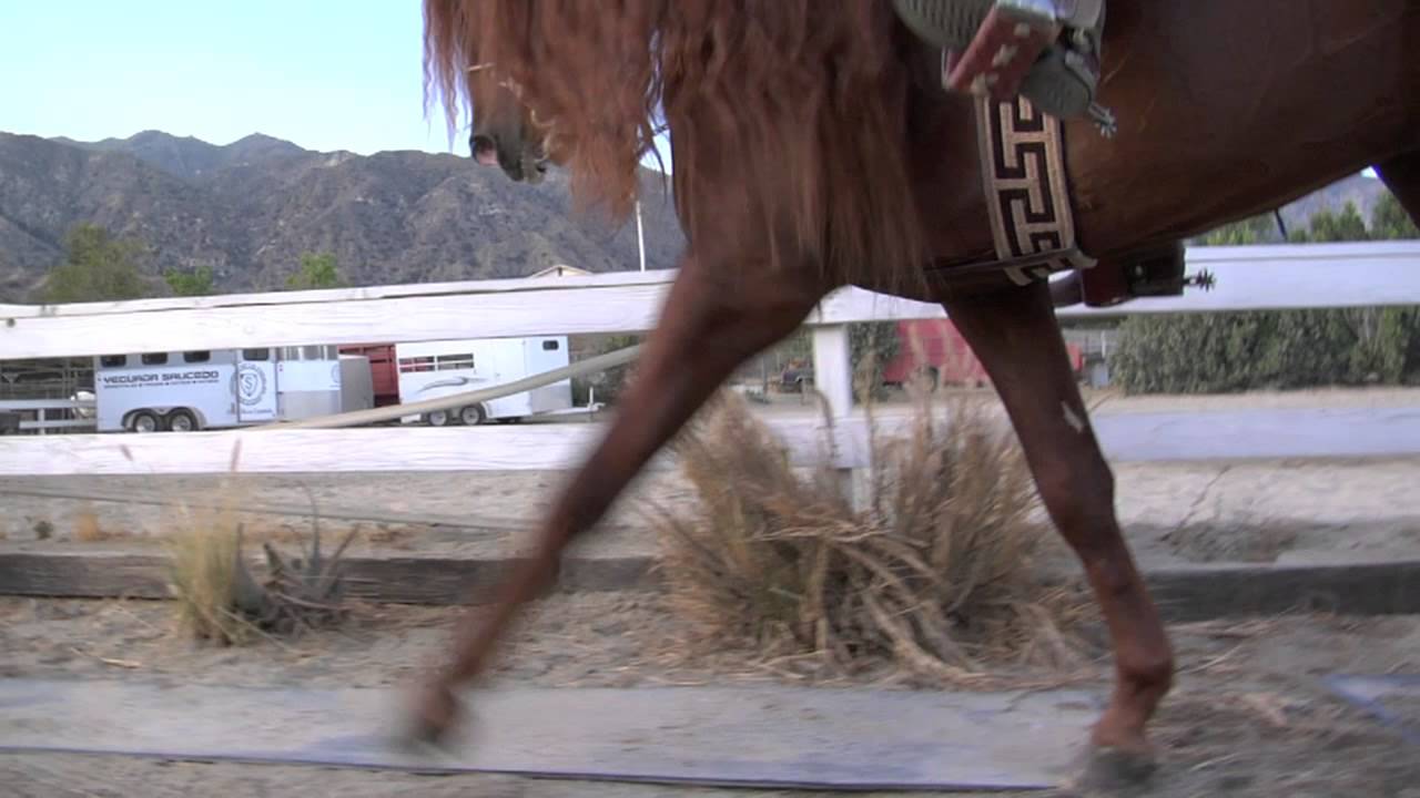 EL ALAZAN Y EL ROCILLO - VICENTE FERNANDEZ - CABALLOS BAILADORES