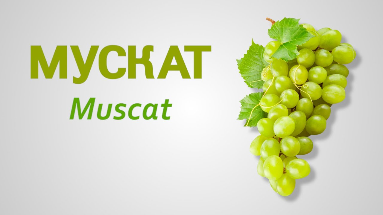 Сорт винограда Мускат Muscat