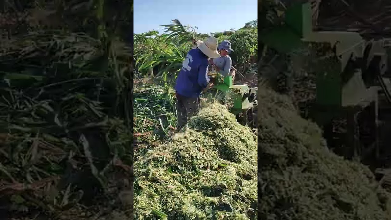 SILAGENS DE MILHO E TRF 300 TRAP