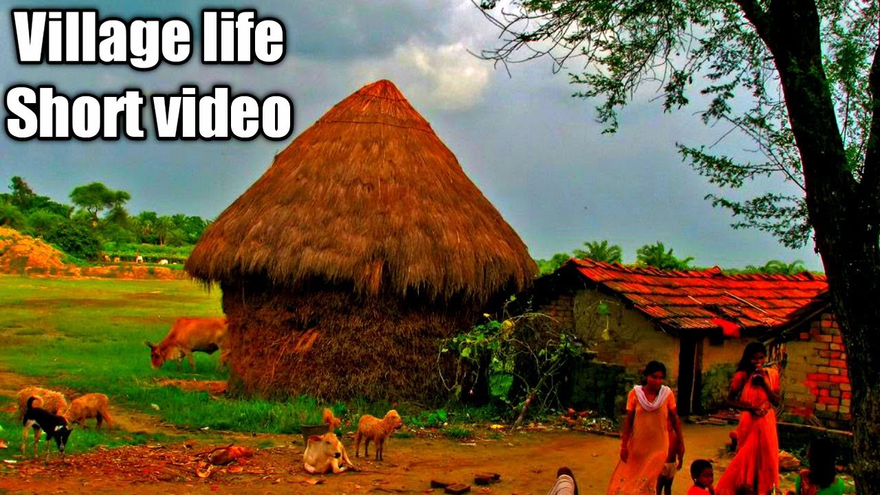 Village life / Short video  / Sri lanka village life