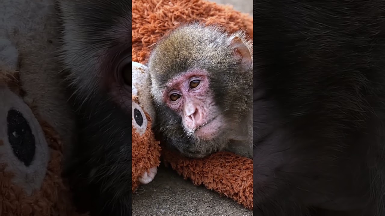 #punch #monkey #viral #viralmonkey #videography #trending #zoo #japan