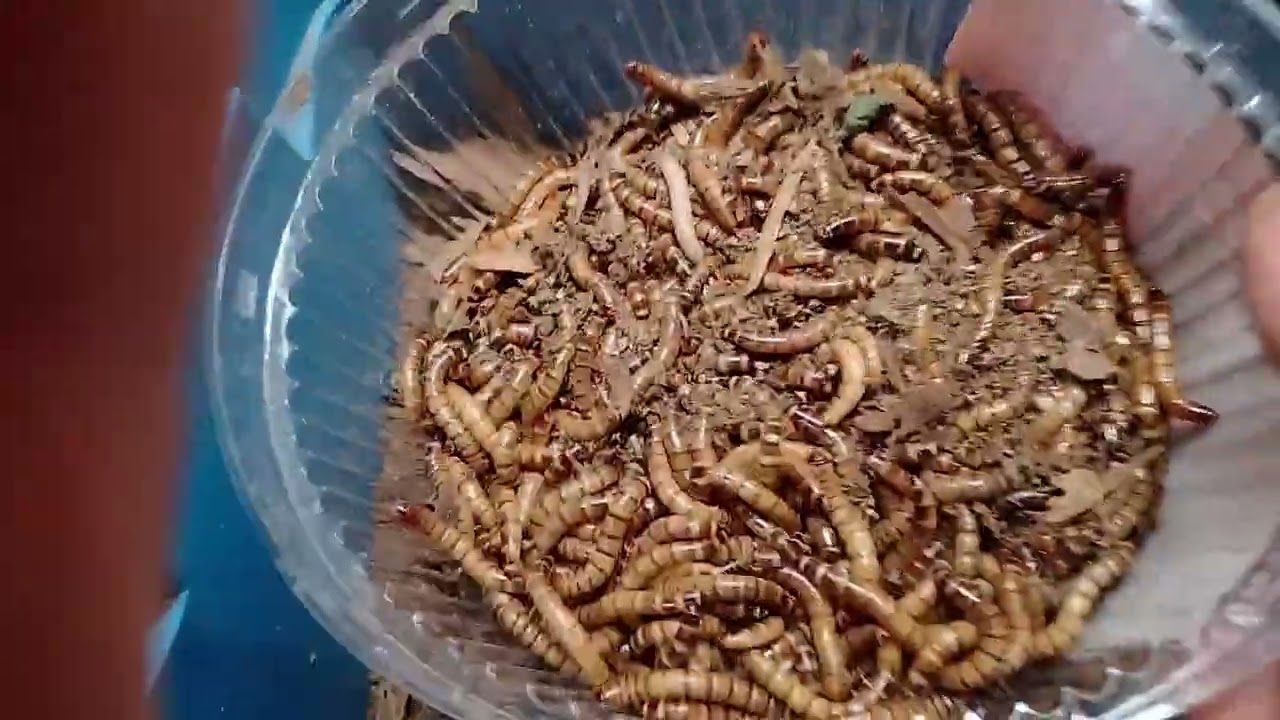 Criador de Tenébrio fonte de proteína para os animais . 