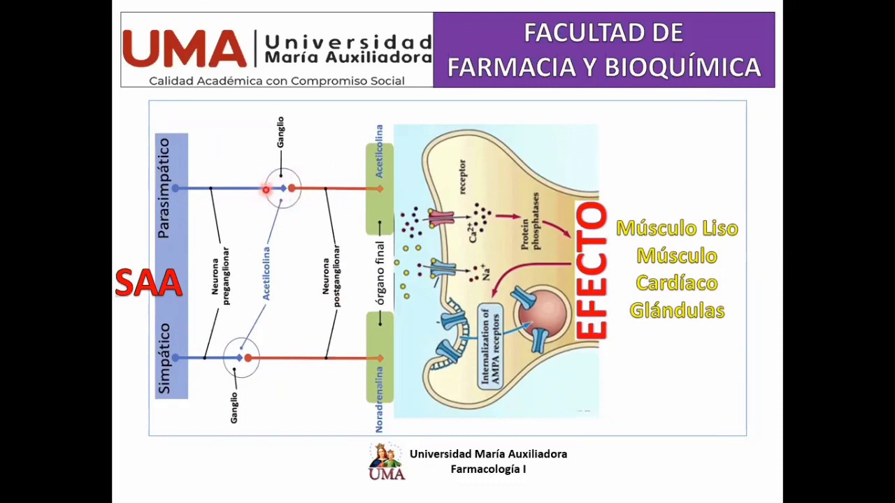 Farmacología: Fundamentos del Sistema Nervioso Autónomo