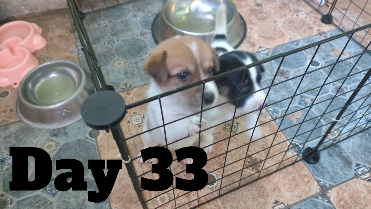 Dogs Life: Day 33 – 1 Month and 3 Days