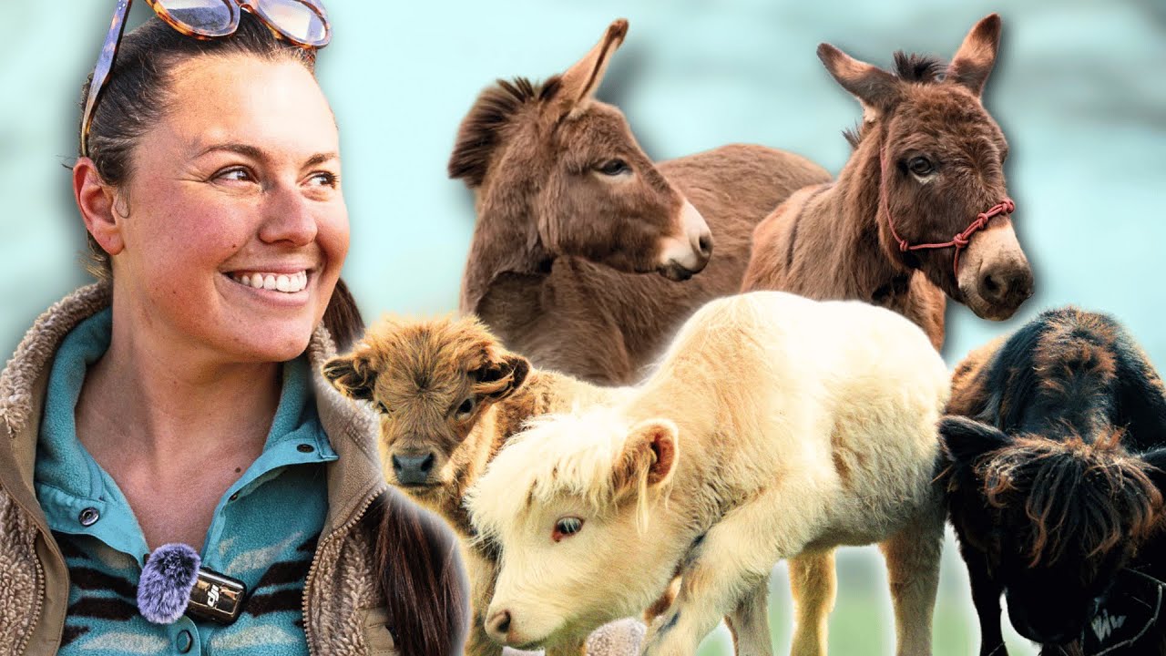 My Miniature Farm Animals Are Leaving The Nest! (Sort Of...)