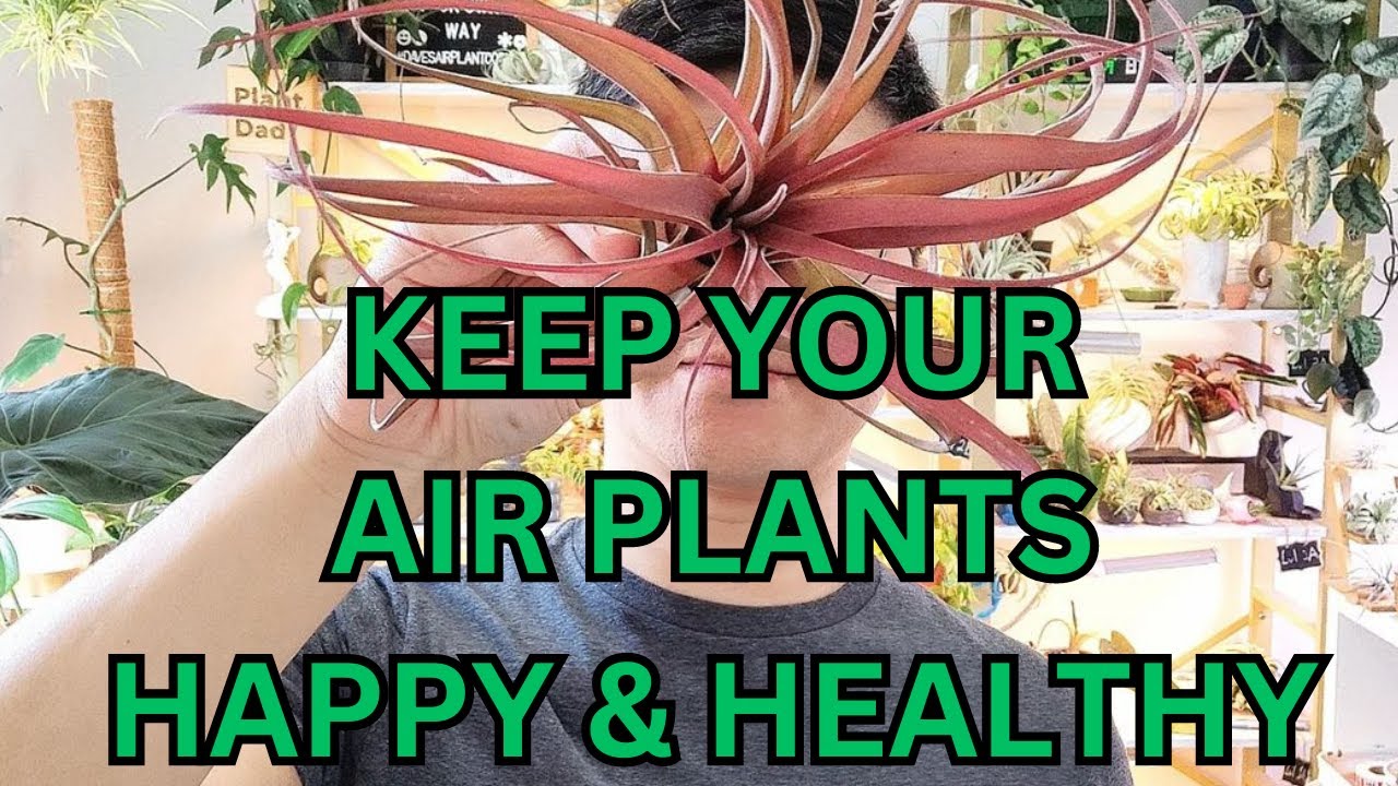 5 Best Tips to Keep Your Air Plant Alive!