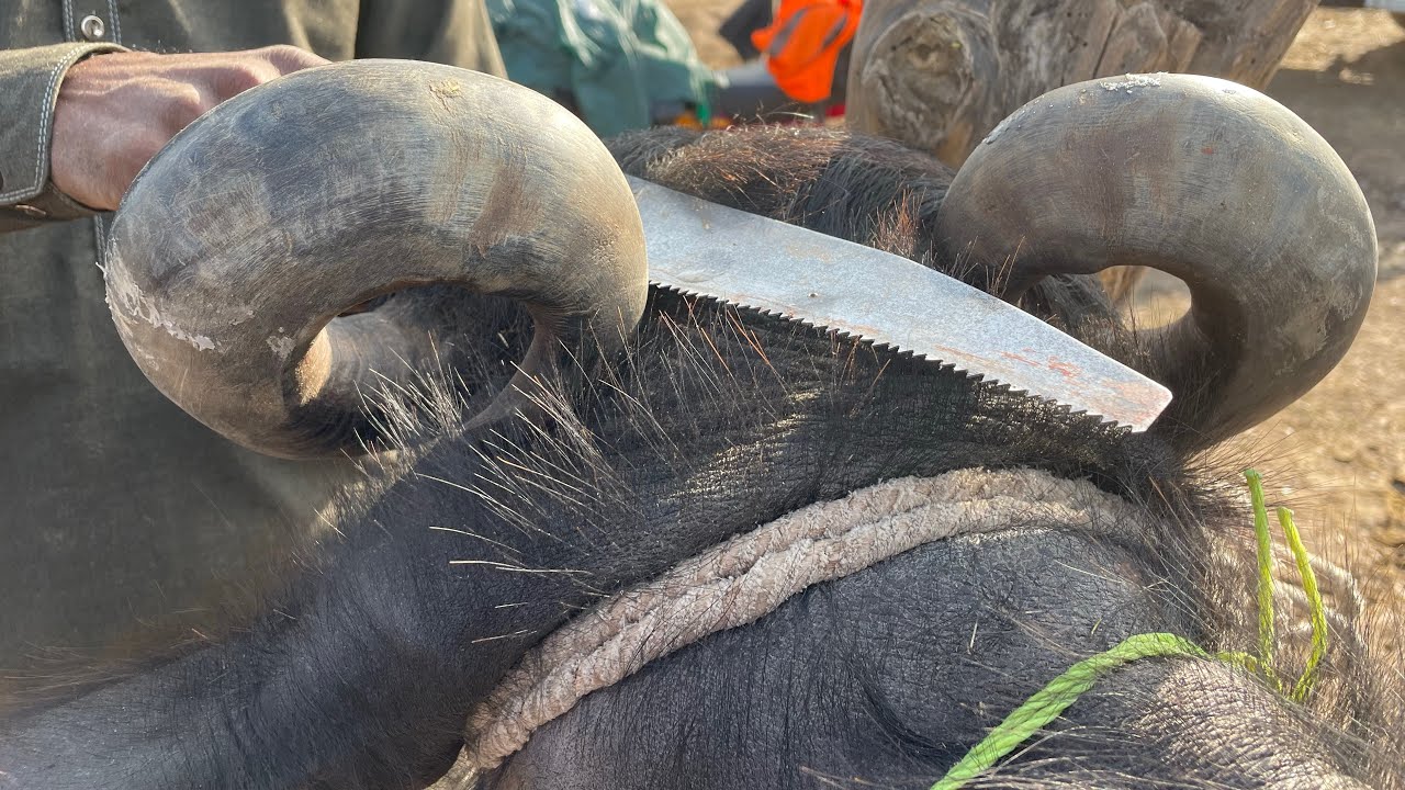 Triming buffalo 