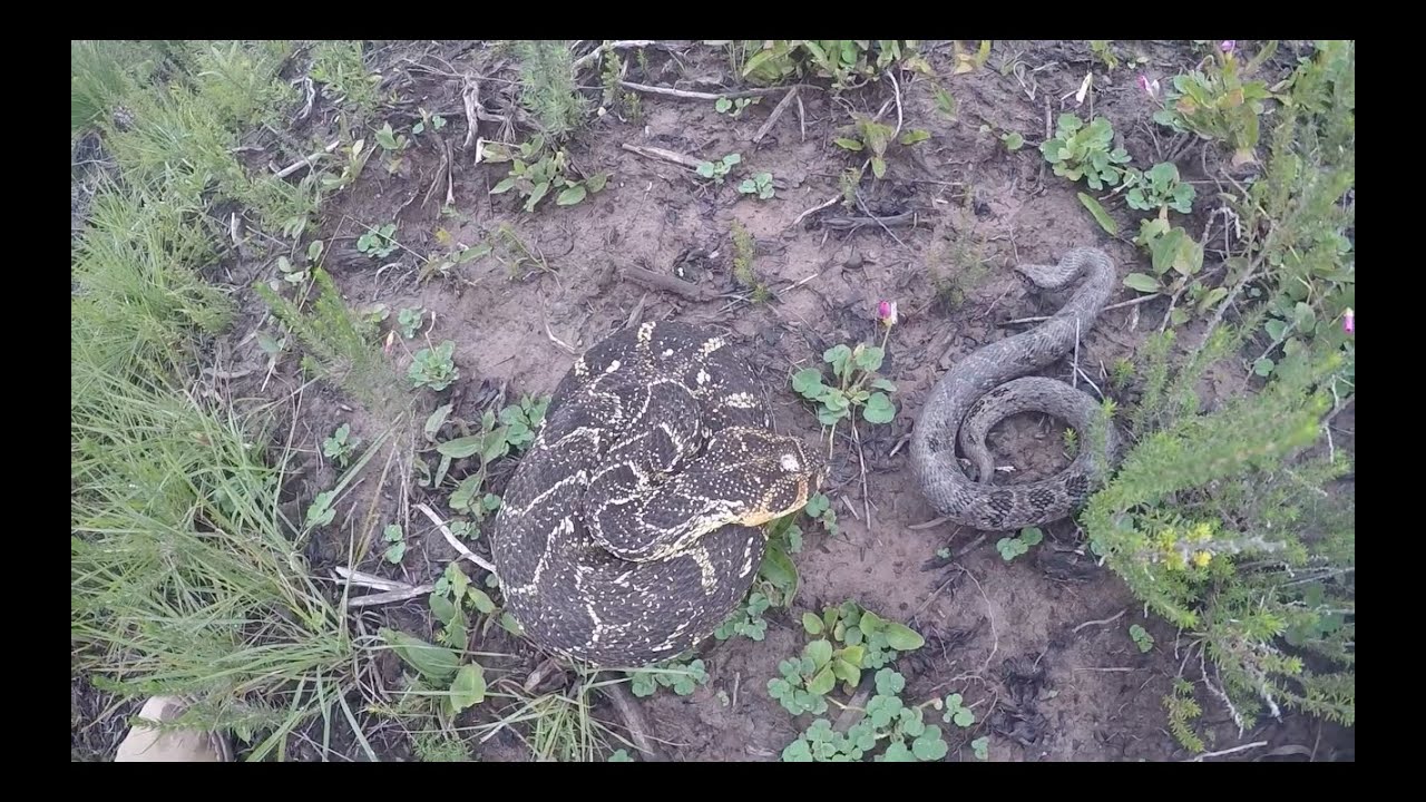 Puff Adder Night Adder release and comparison!!