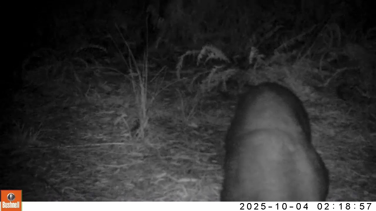 Wildlife Near a Bear Wallow