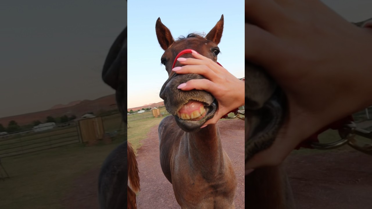 umm baby horse teeth are the cutest things i&rsquo;ve ever seen&hellip;