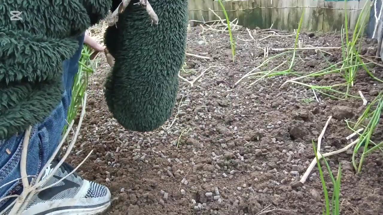 Home Gardening ปลูกต้นหอมในอิตาลีกับวันธรรมดาของฉัน