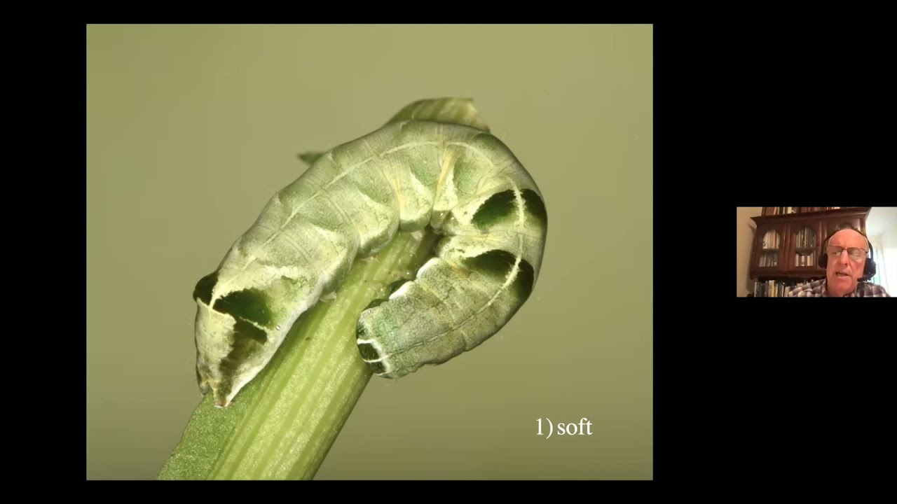 Doug Tallamy: Native Plants, Climate Change, and Your Backyard