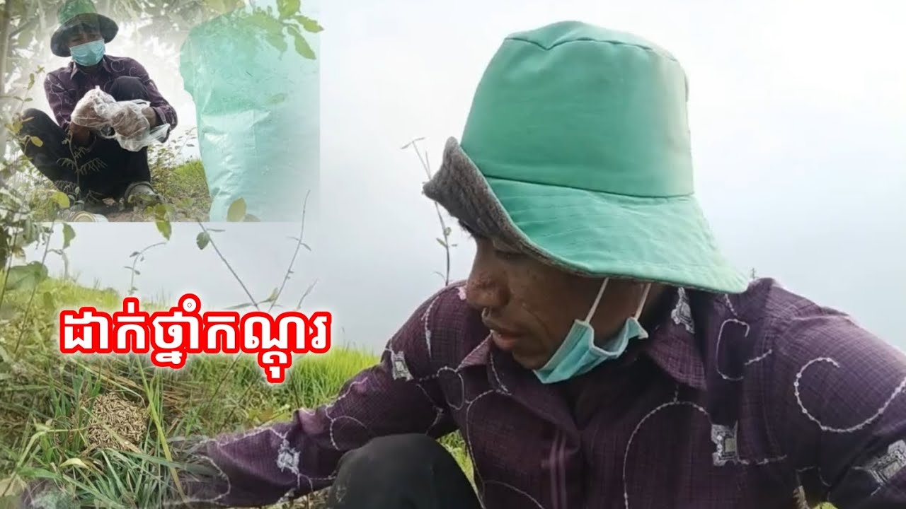 ដាក់ថ្នាំកណ្តុរ ពូកែកាត់ពេកស្រូវ