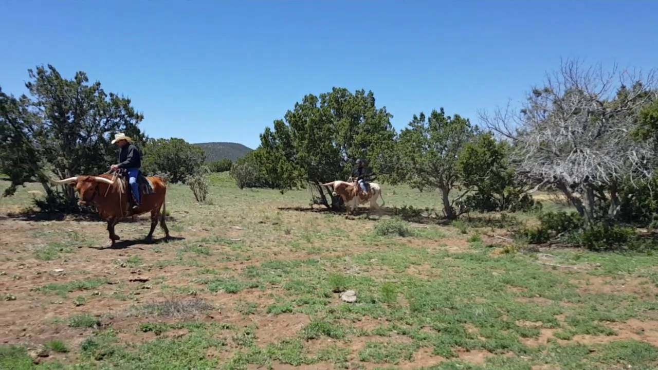 Saddle Cattle, my first ride on my Texas Longhorn!