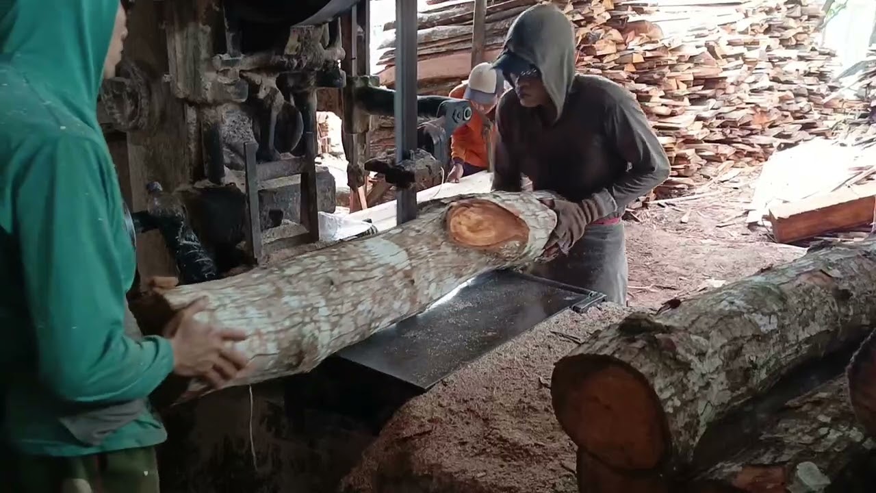 TIDAKLAH MUDAH KALAU KAYU BENGKONG POTONGANYA