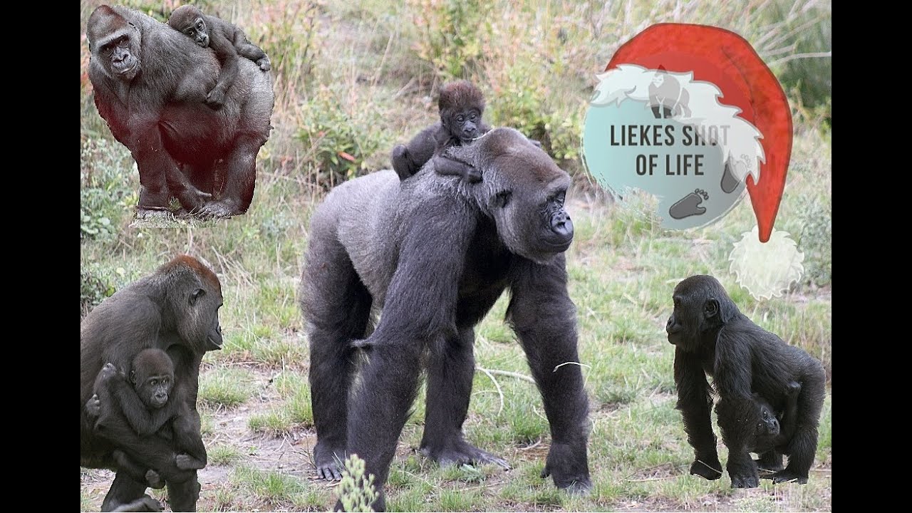 BABY GORILLA CHRISTMAS SPECIAL