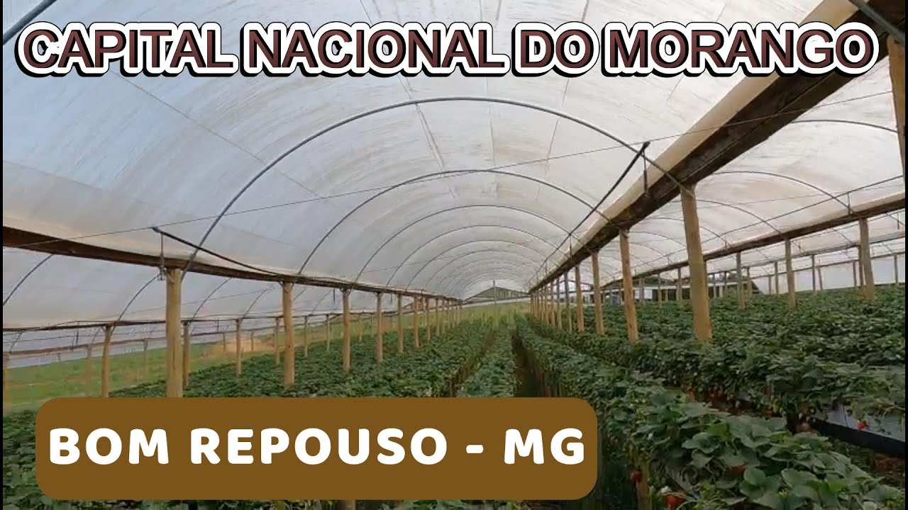 BOM REPOUSO - MG  A CAPITAL NACIONAL DO MORANGO E A SANTA GIGANTE DE 20 METROS. ep 123