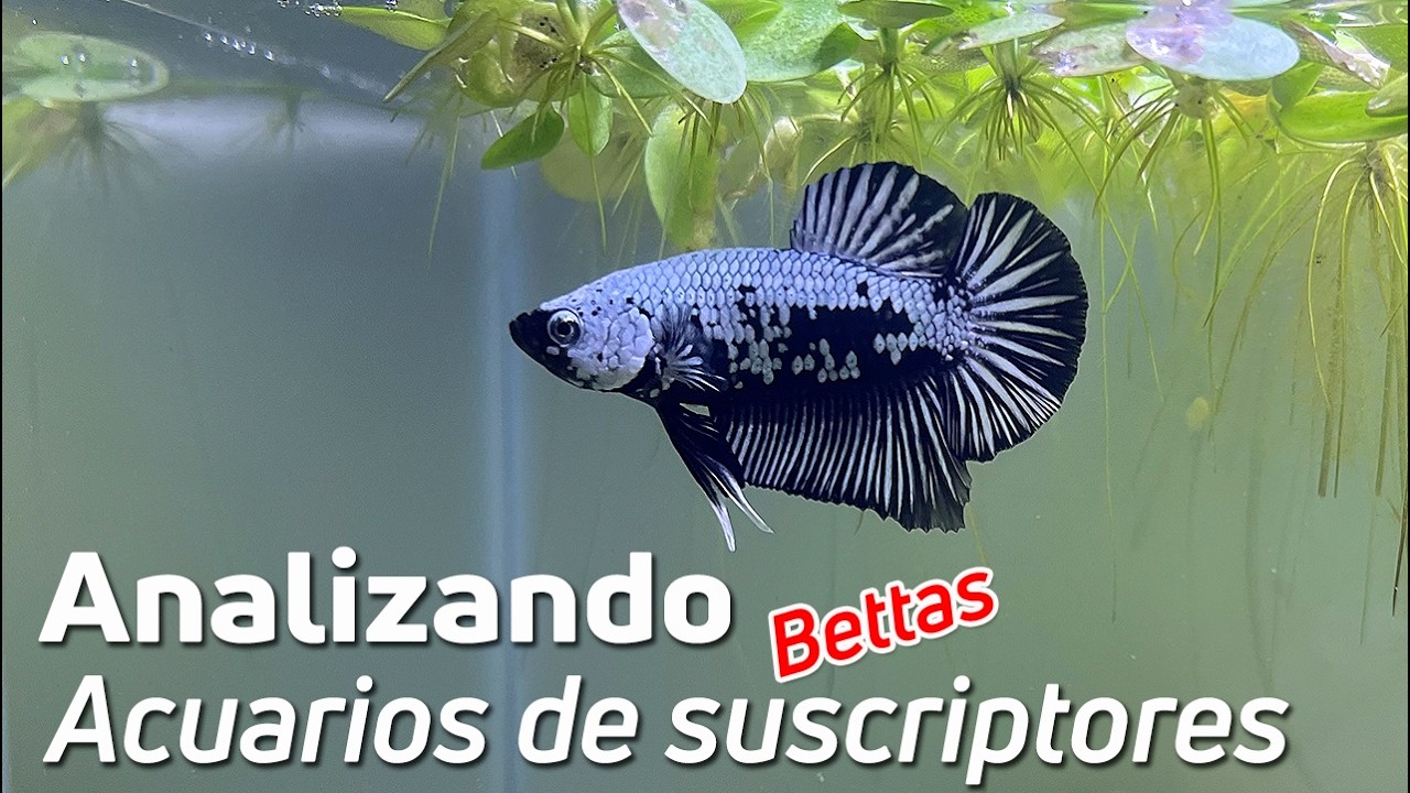 🕵️ Acuarios de Suscriptores Nº64: Acuarios de Bettas 🐠🌿