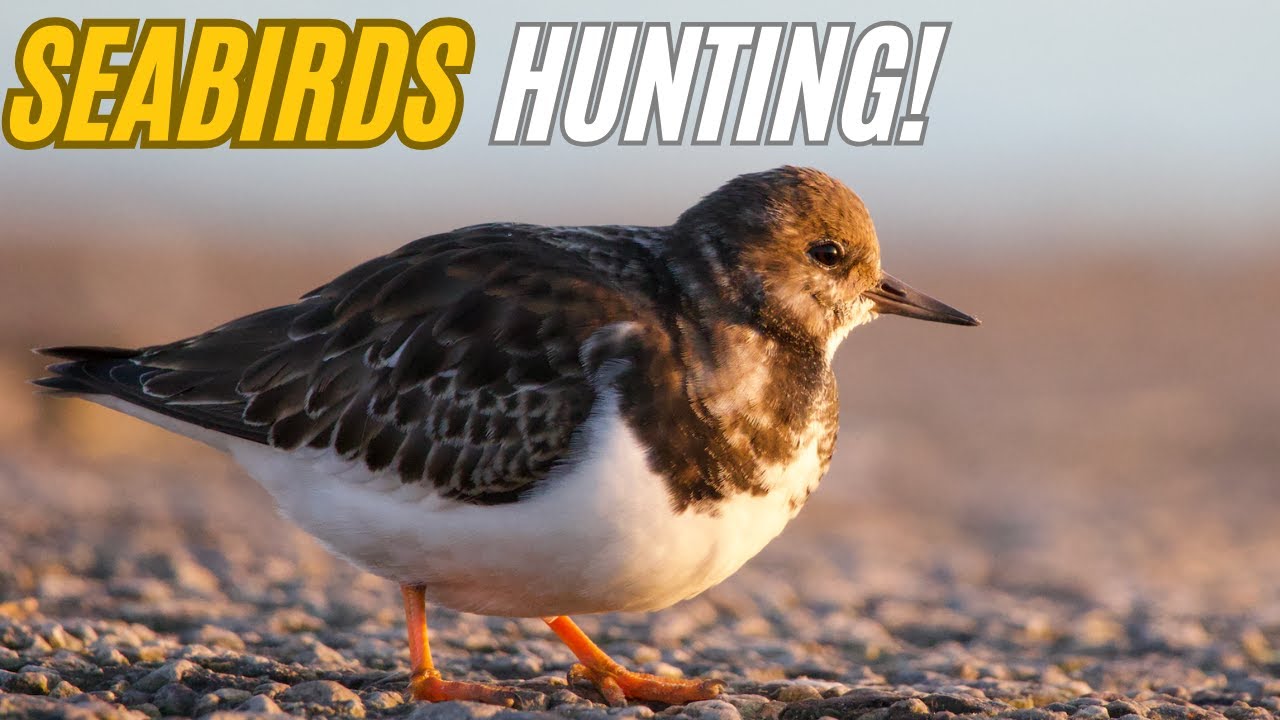 Incredible Seabirds Hunting Near Liverpool!