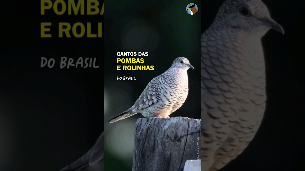 Cantos das POMBAS, ROLINHAS, JURITIS e outros columb&iacute;deos do Brasil