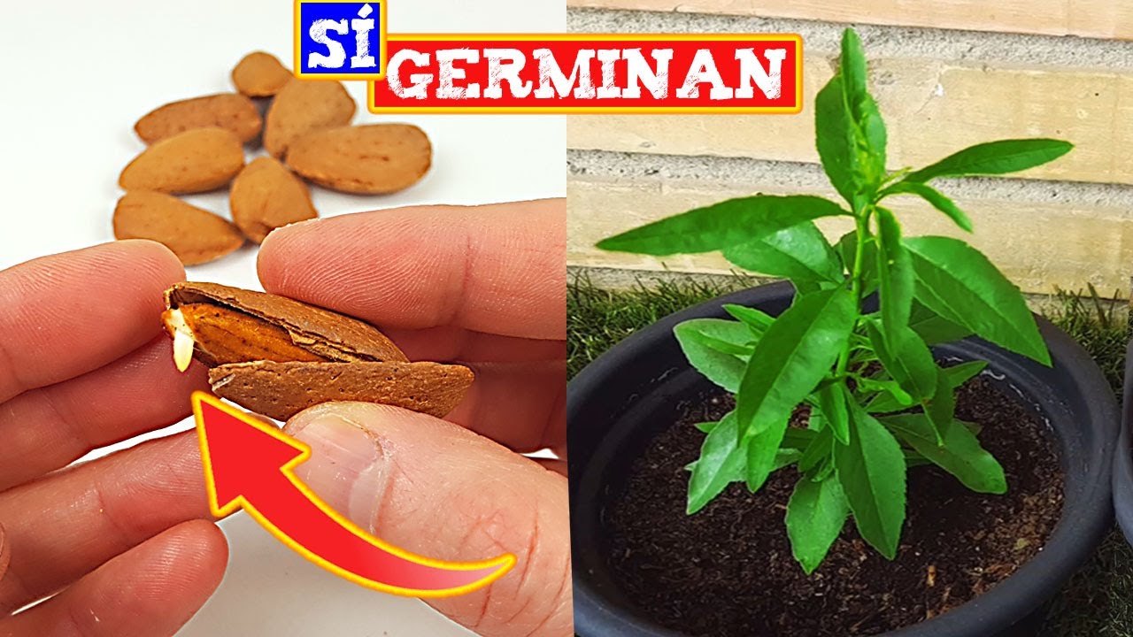 Como Germinar ALMENDRAS en CASA - En tiempo RÉCORD tendrás un almendro -
