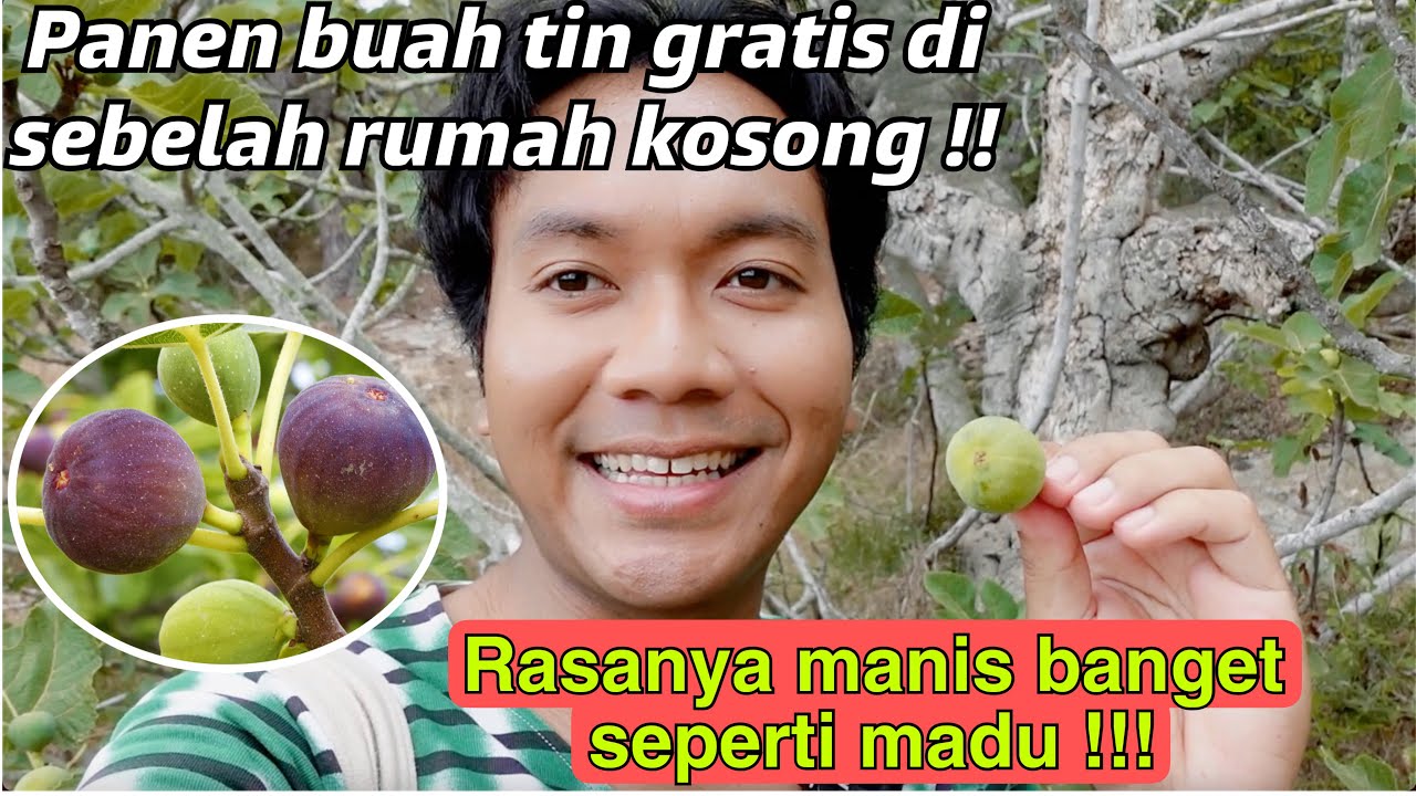 PANEN BUAH TIN LIAR GRATIS DI SEBELAH RUMAH KOSONG !! MANISNYA SEPERTI MADU !! 😍