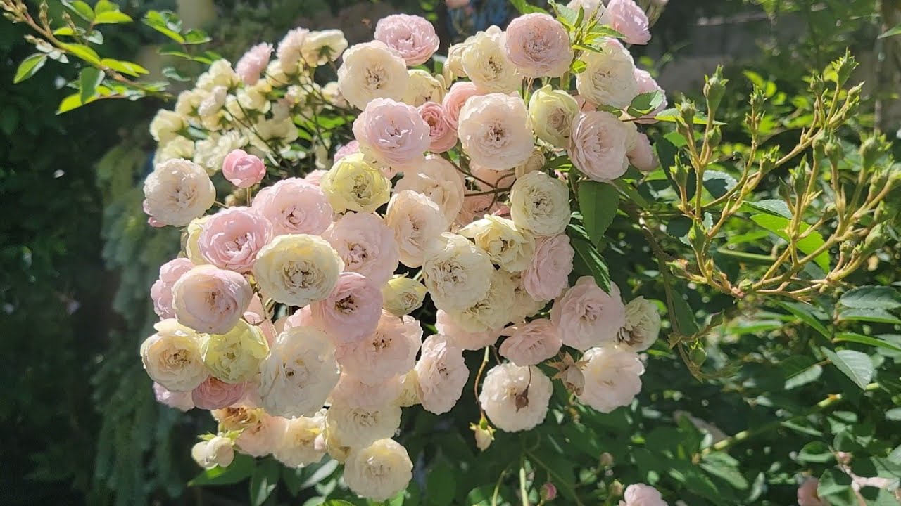 Manutenção nas plantas e despedida da minha roseira de cachos 