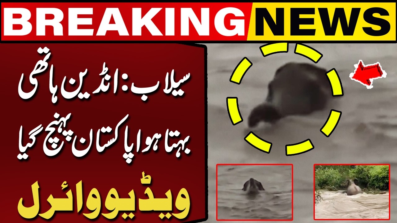 Indian Elephant Swept Into Pakistan by Chenab Floodwaters? | Video Goes Viral