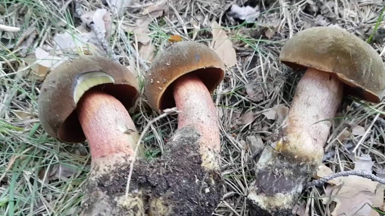 Boletus Erythropus Gu&iacute;a definitiva(Mataparientes)