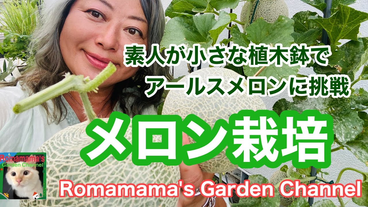 【メロン栽培】プランターで高級メロン栽培に挑戦しました　#家庭菜園　#アールスメロン　#猫