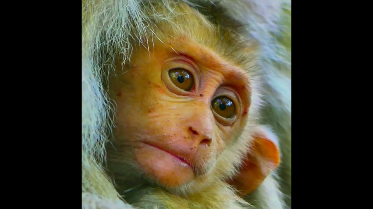 Bonita monkey from AMBER Troop love LEO so much she aims to bring LEO to live with her