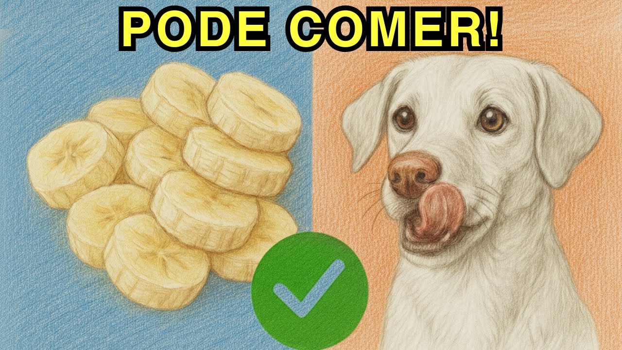 ALIMENTOS do dia a dia que fazem MUITO BEM para seu cão (e você não sabia!)