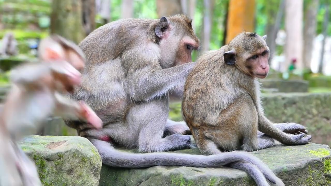 Piper monkey take nursing lovely child