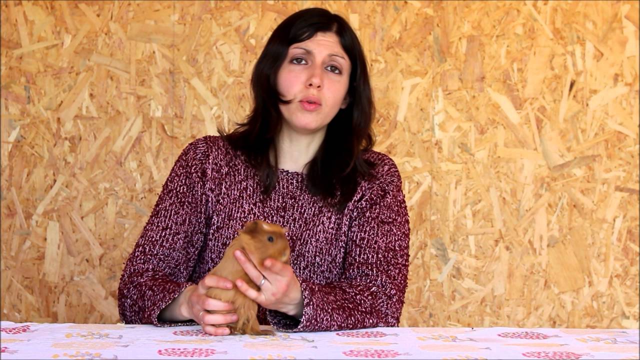 Présentation des bébés cochons d'inde disponibles (05/05/16)