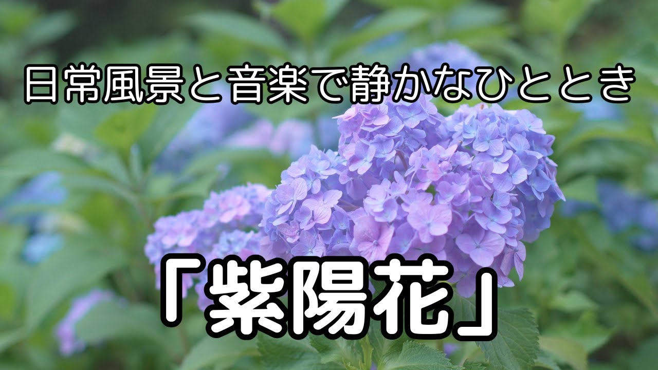 日常風景と音楽で静かなひととき「紫陽花」【SONY ZVE10M2 ＋ Tokina SZ 33mm 】 Hydrangea
