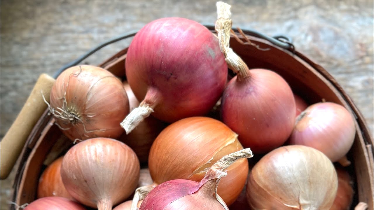 Part 3 harvest and long term storage: grow BIG ONIONS from seed